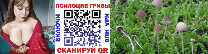 Псилоцибиновые грибы Cubensis  Свирск 